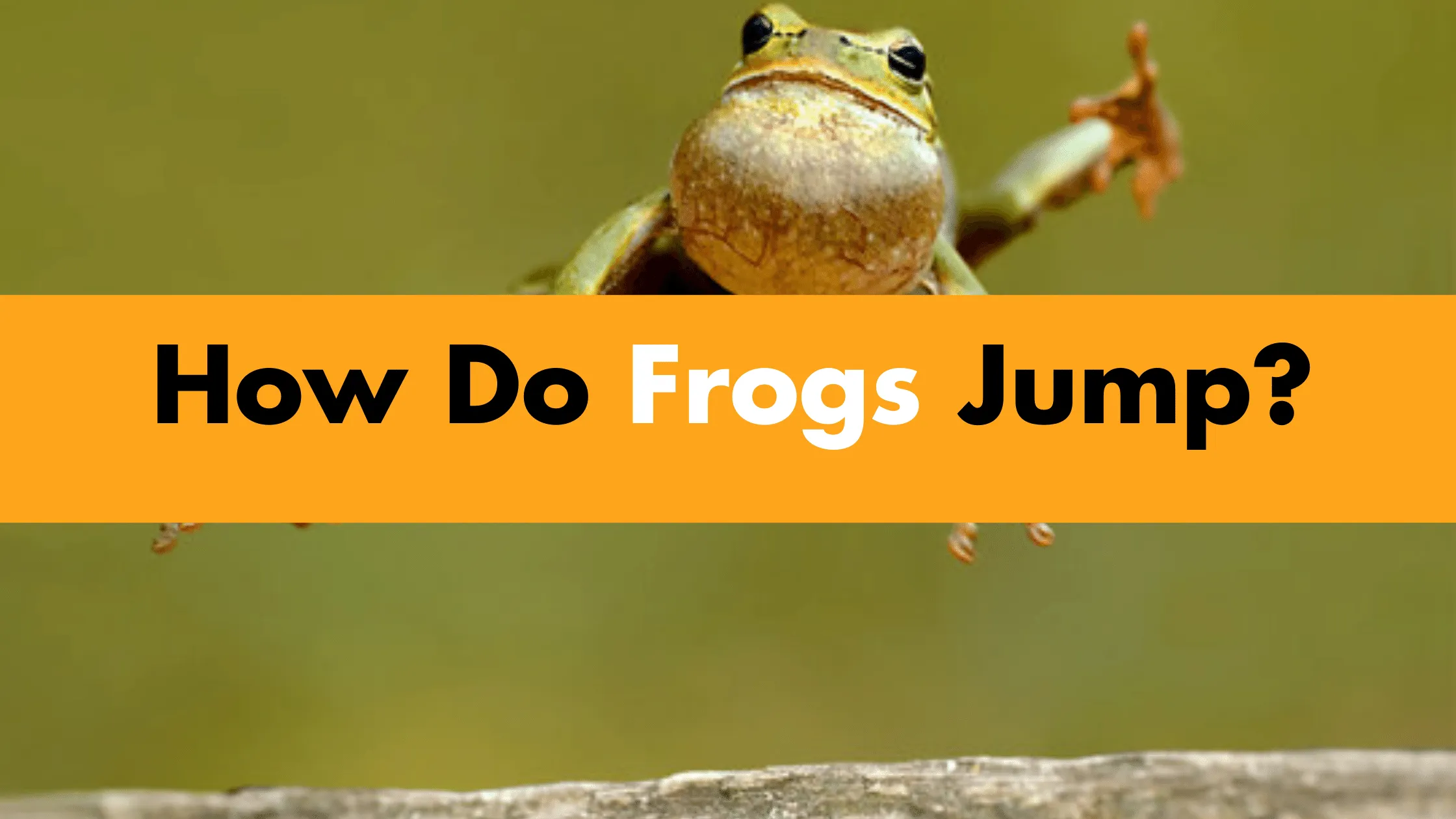 How Do Frogs Jump?