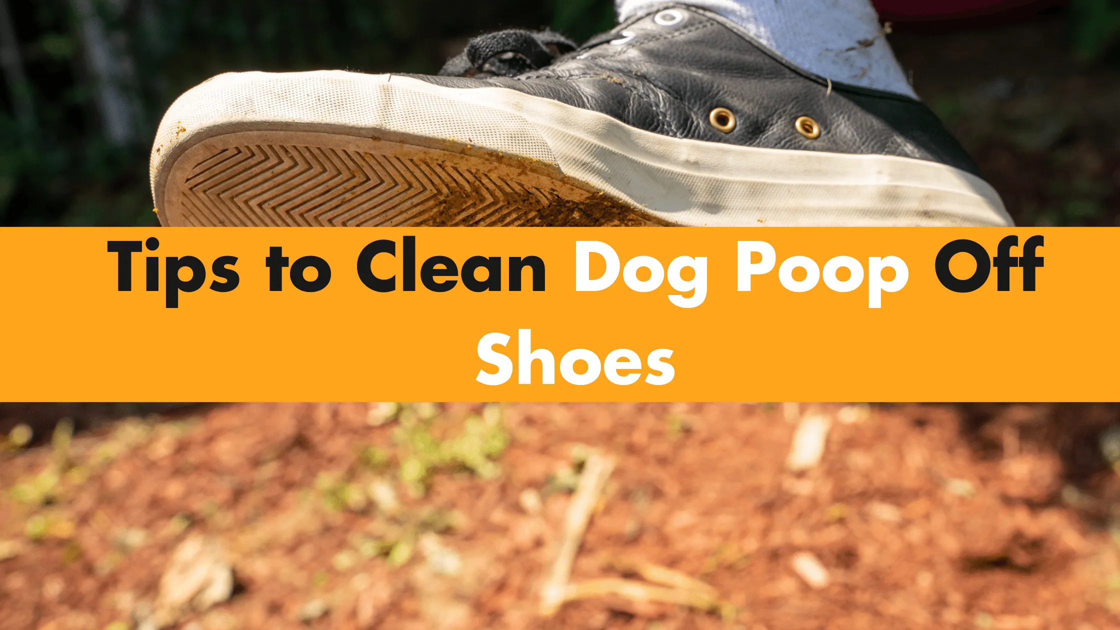 How to Clean Dog Poop Off Shoes? Solution Guide