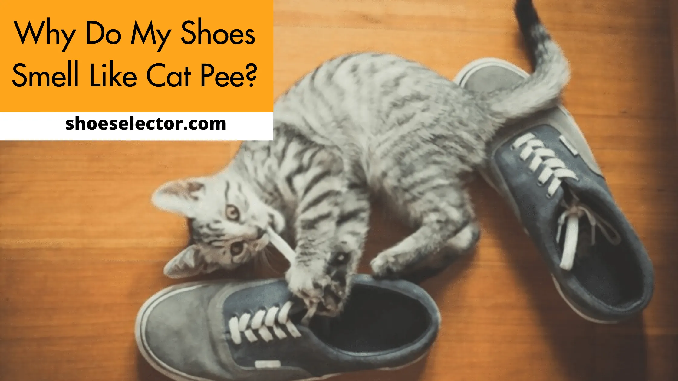 Why Do My Shoes Smell Like Cat Pee? - Easy Guide